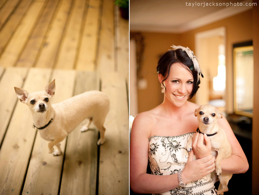 waterloo-wedding-dog